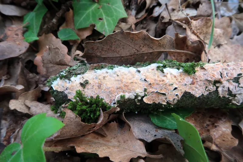 Byssomerulius corium 1 - IMG_6046